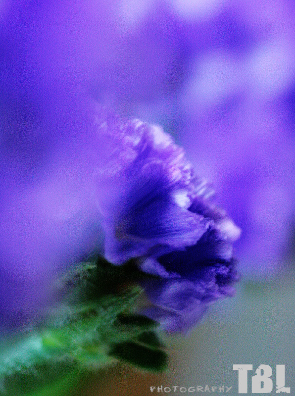 忘れな草