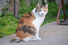 野良三毛