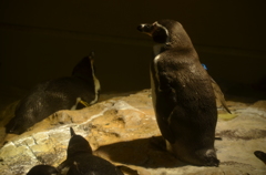 黄昏ペンギン