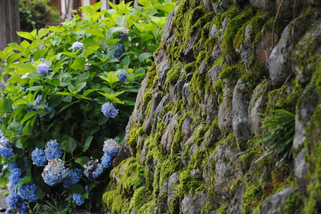 moss