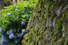 moss