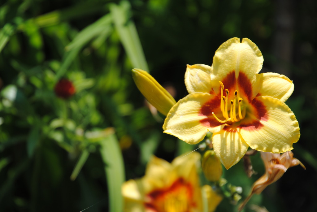 yellow star