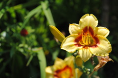 yellow star