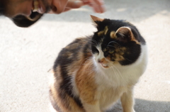三毛猫ちゃん
