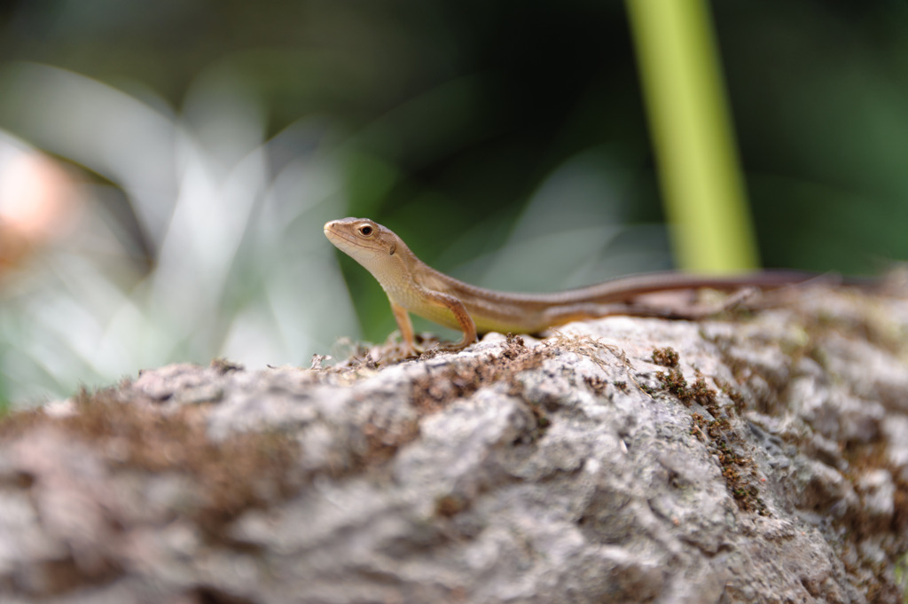 トカゲ先生 どや顔 By Kobo Id 写真共有サイト Photohito