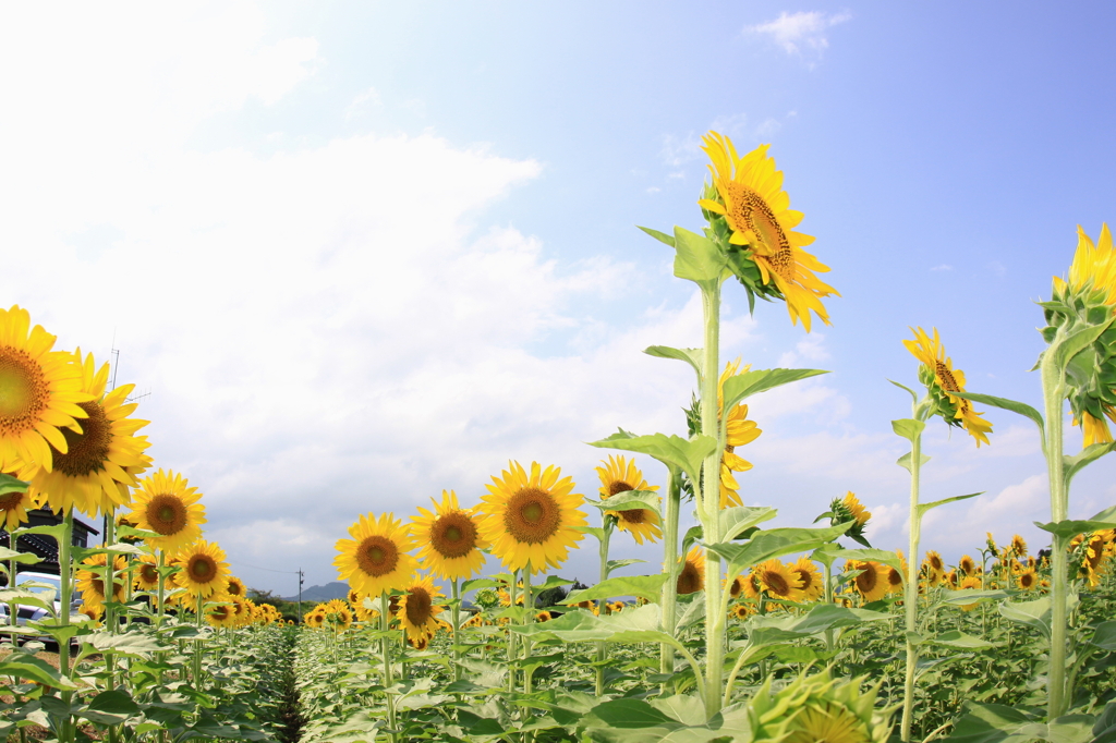 Sun