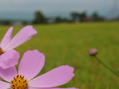 秋の田園風景