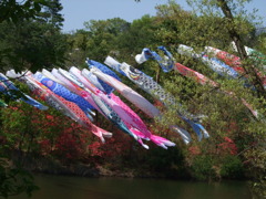 こいのぼり