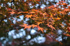 秋の京都、好きです