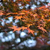 秋の京都、好きです
