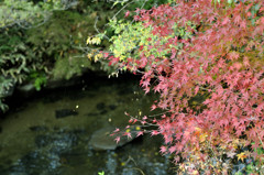 水面を見つめる紅葉