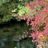 水面を見つめる紅葉