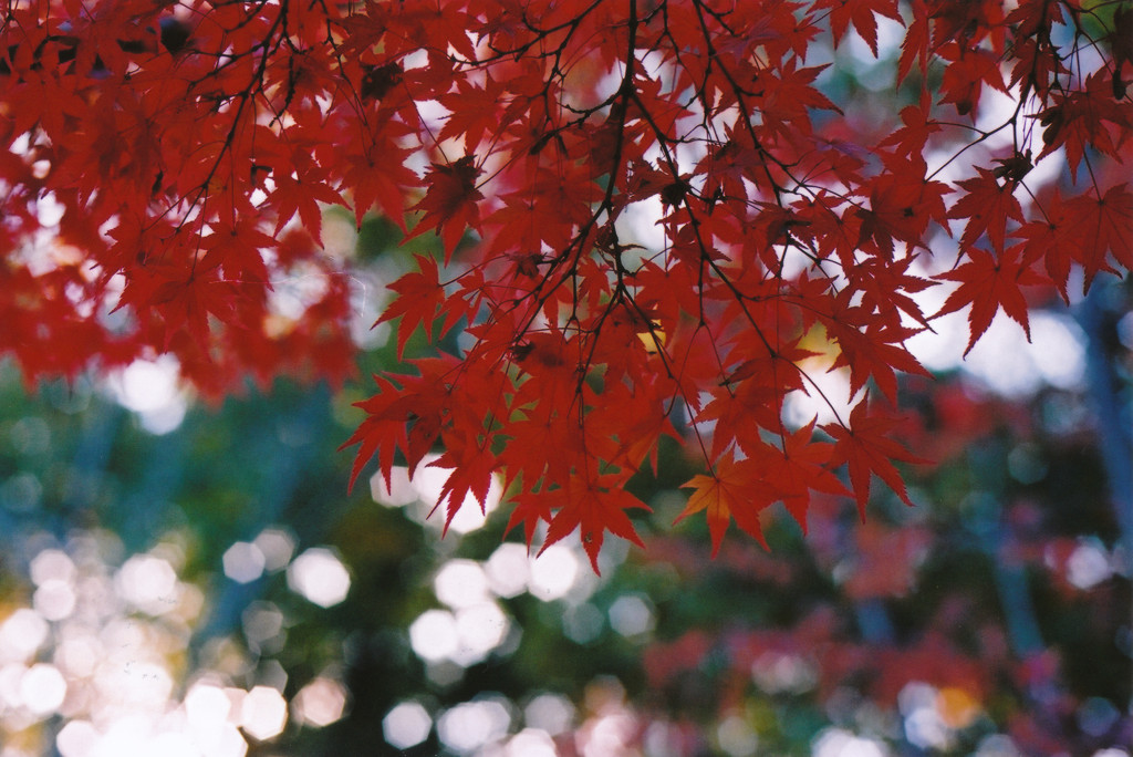 紅に覆われて