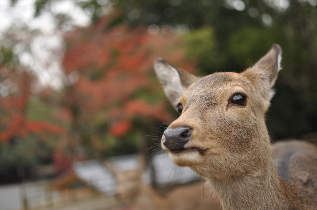 ごめん、鹿せんべいなくて
