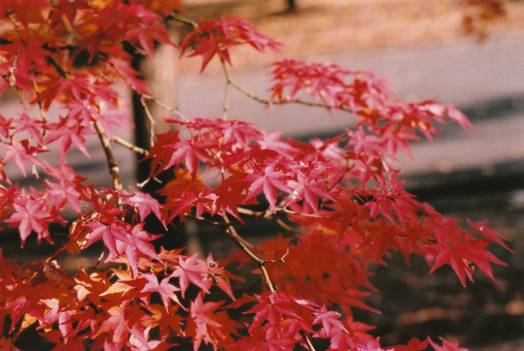 紅