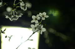 透花