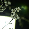 透花
