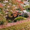 苔とのコラボレーション