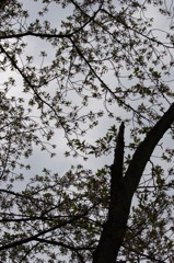 IMGP0470