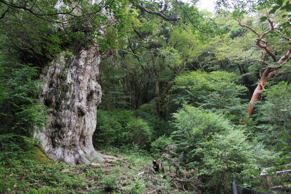 縄文杉