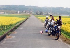 菜の花