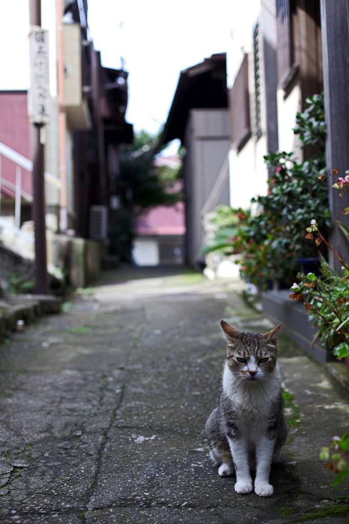 江ノ島・路地Ⅶ