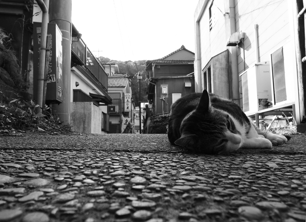猫の島Ⅱ