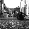 猫の島Ⅱ