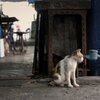 食堂の猫#2