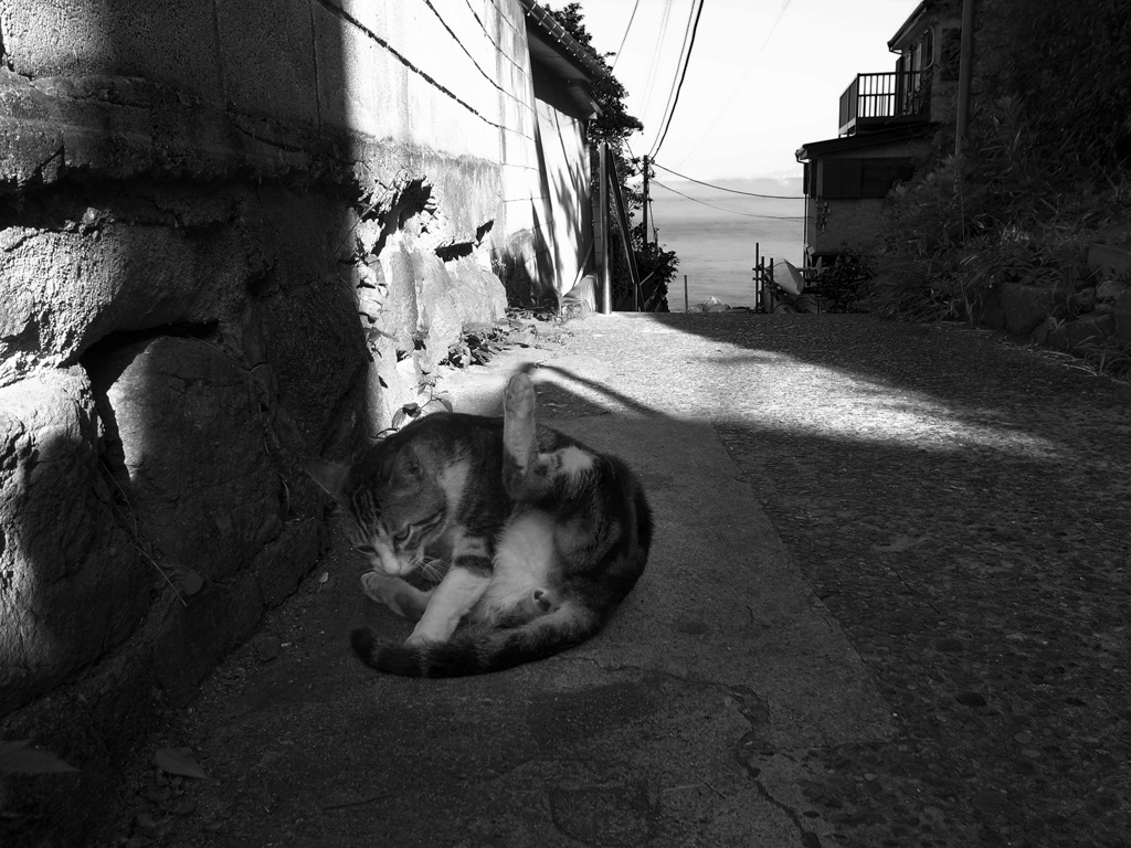 猫の島Ⅲ