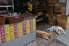 看板犬