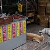 看板犬