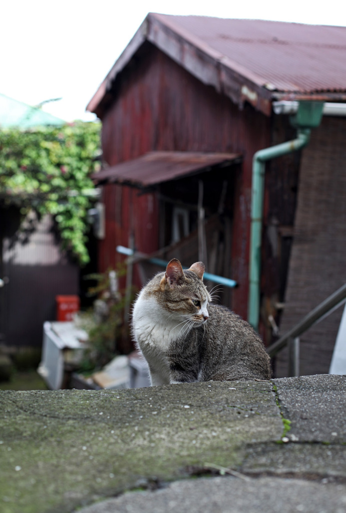 江ノ島・路地Ⅵ