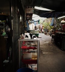 彫金店の猫