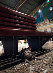 駅ネコ＃2