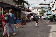 Local dogs
