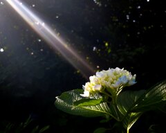 Spotlight