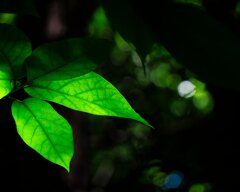 Leaf Vein