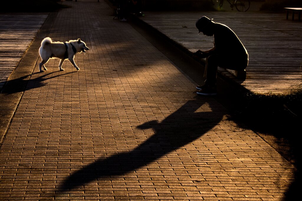 Dog and man