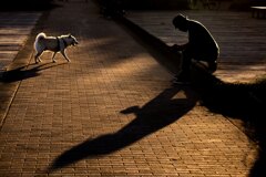 Dog and man