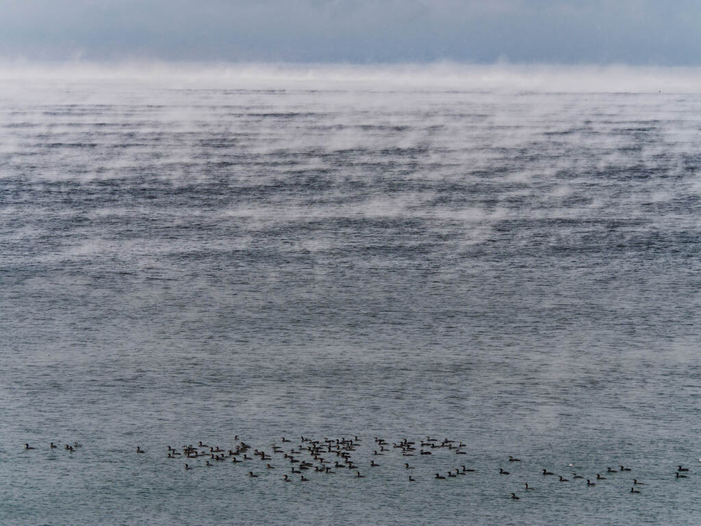 気嵐と海鵜