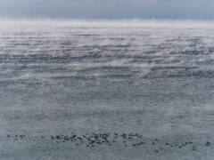 気嵐と海鵜