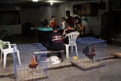 闘鶏とビリヤード