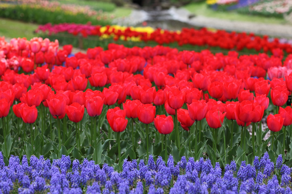 Red tulips