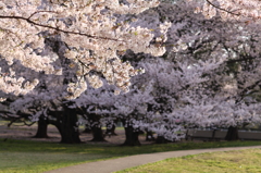 Sakura Road