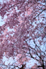 八重桜