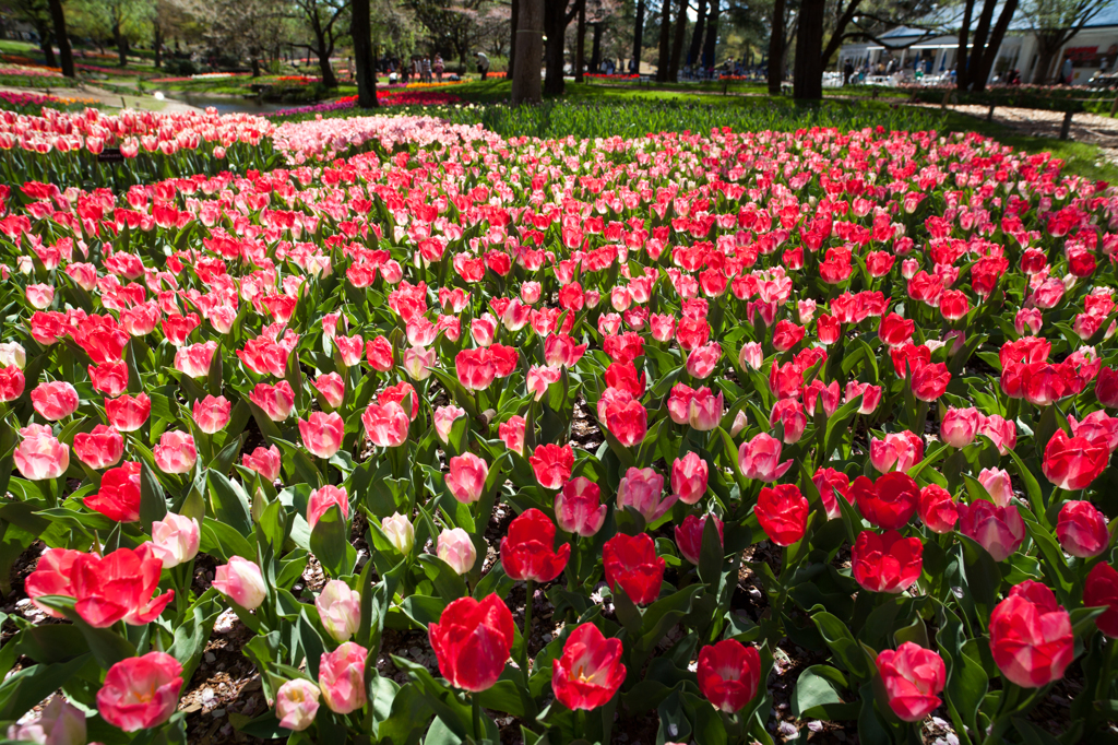 Sweeping tulips