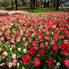 Sweeping tulips