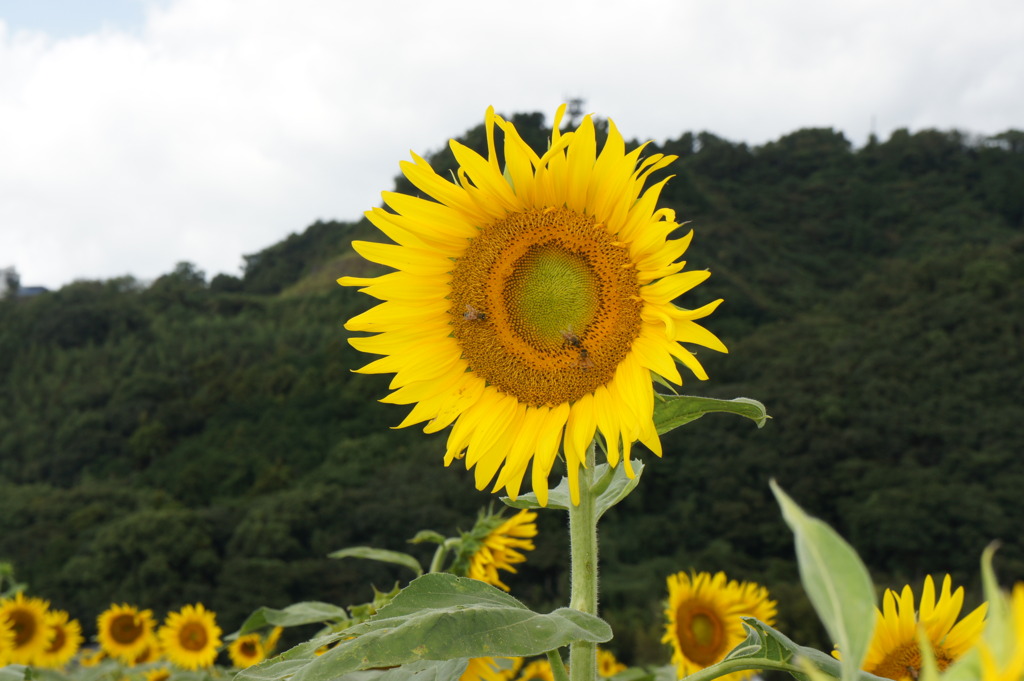 ひまわり真っすぐ