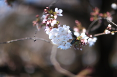 桜の雫